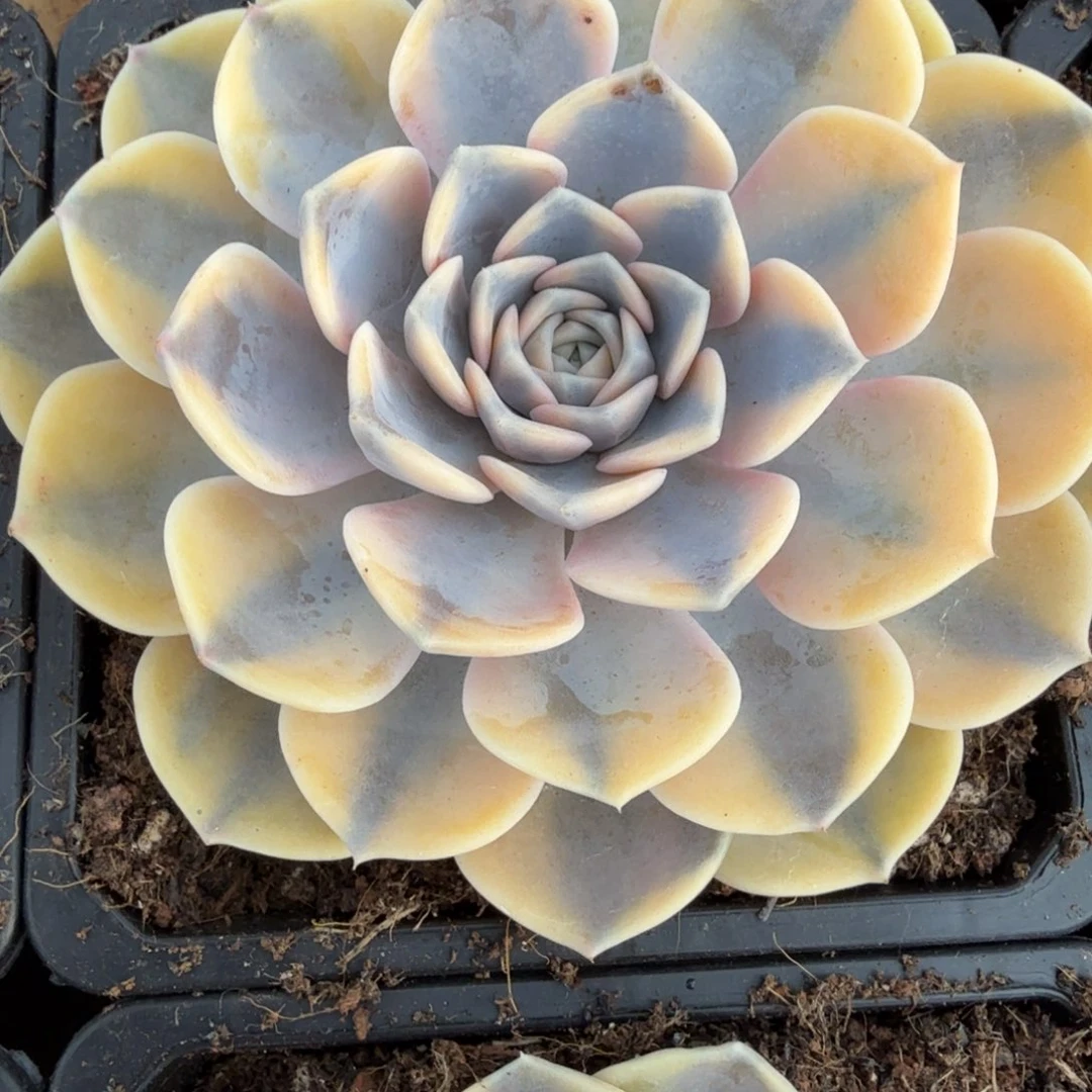 汉堡锦多肉锦植物