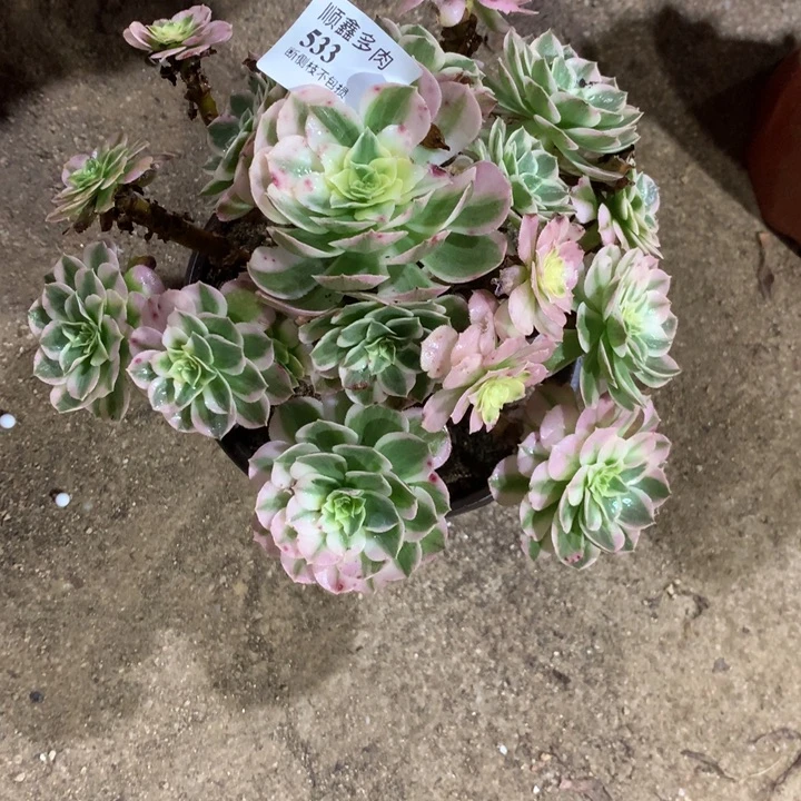 533海仙多肉植物特价