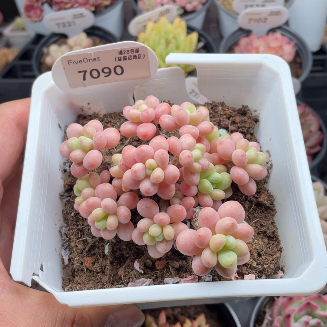 7090鱼子酱9厘米