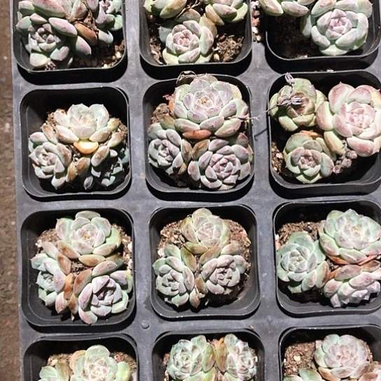 4颗装冰魄，糖心款