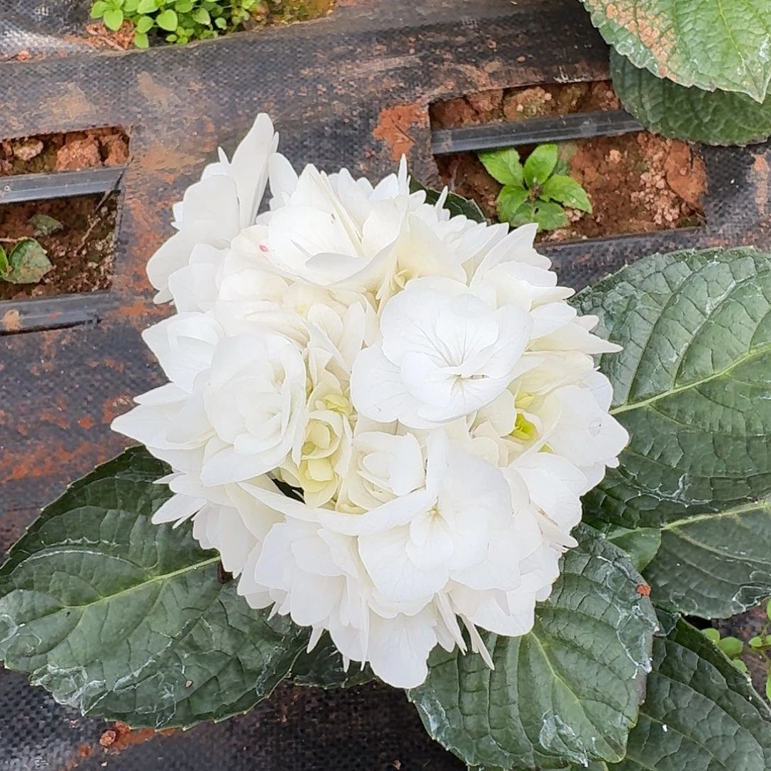 大部分花苞少量开放77