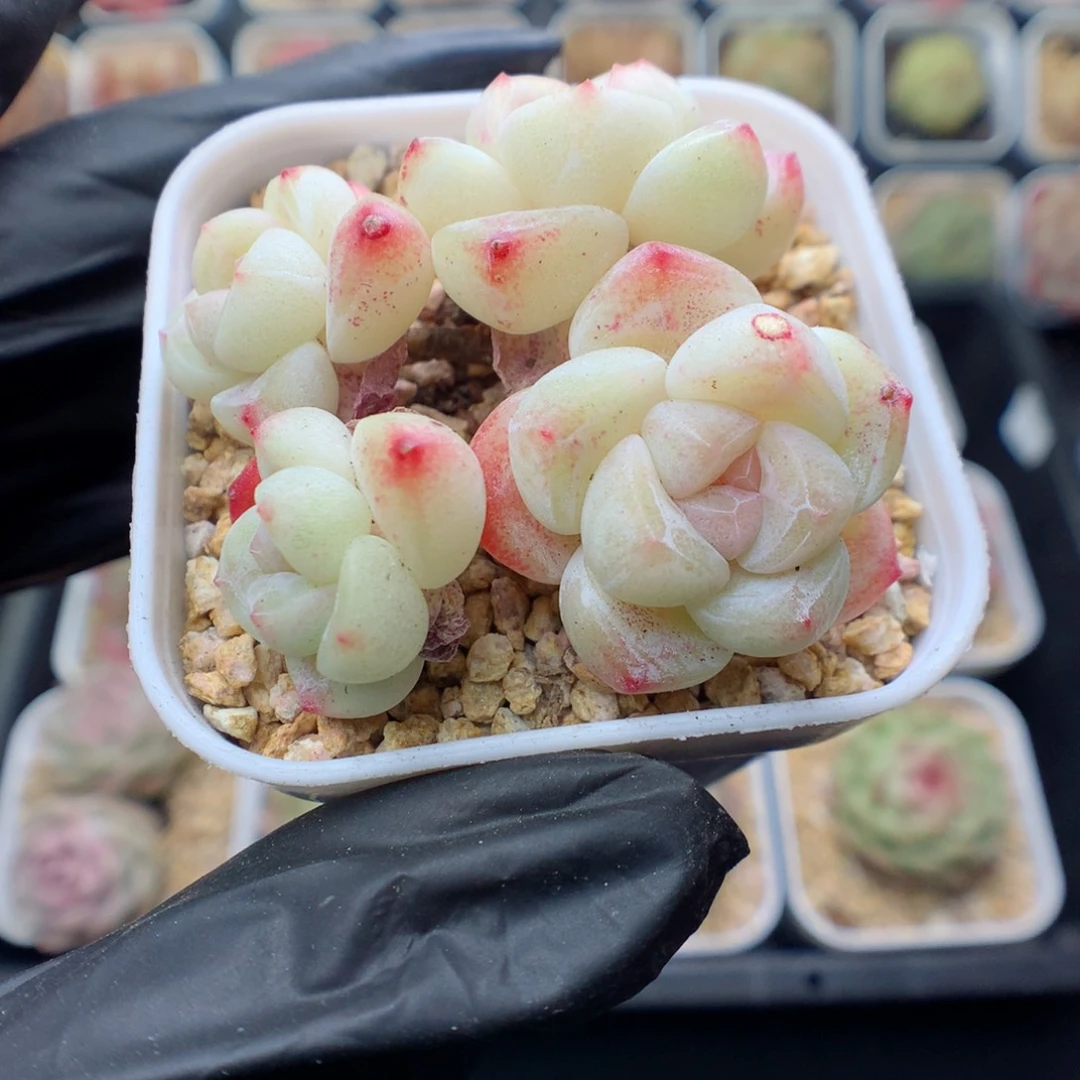 T**～多肉植物。 桃花颗粒土3斤