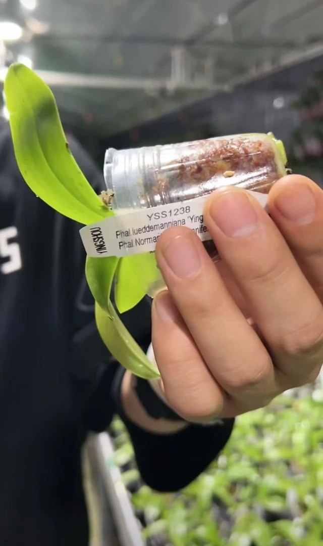 YSS1238 盈收路德交蓝牛 3寸花剑株 少根 蝴蝶兰 鲜花绿植