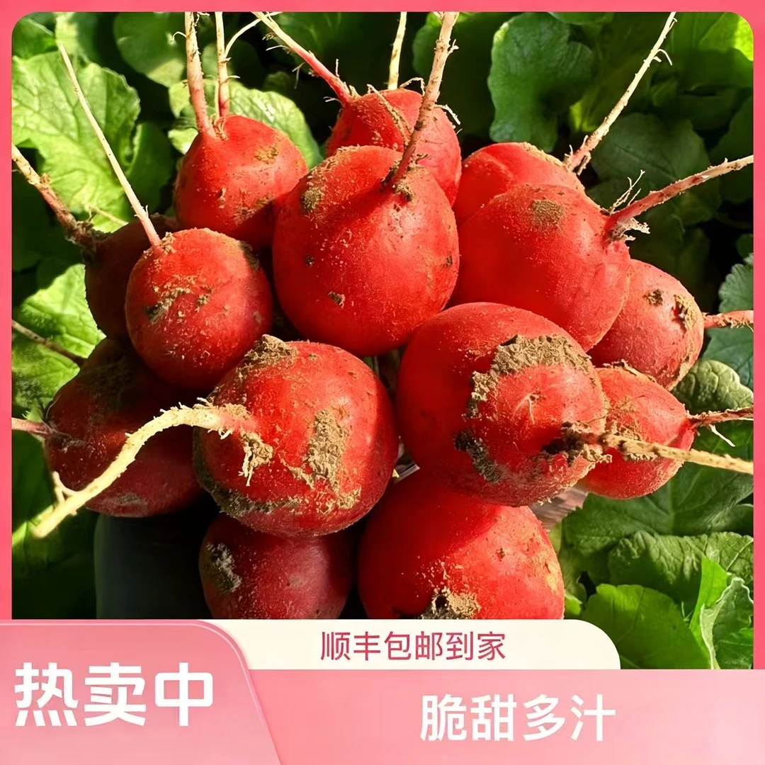 樱桃萝卜脆甜多汁清脆爽口生吃低脂解腻