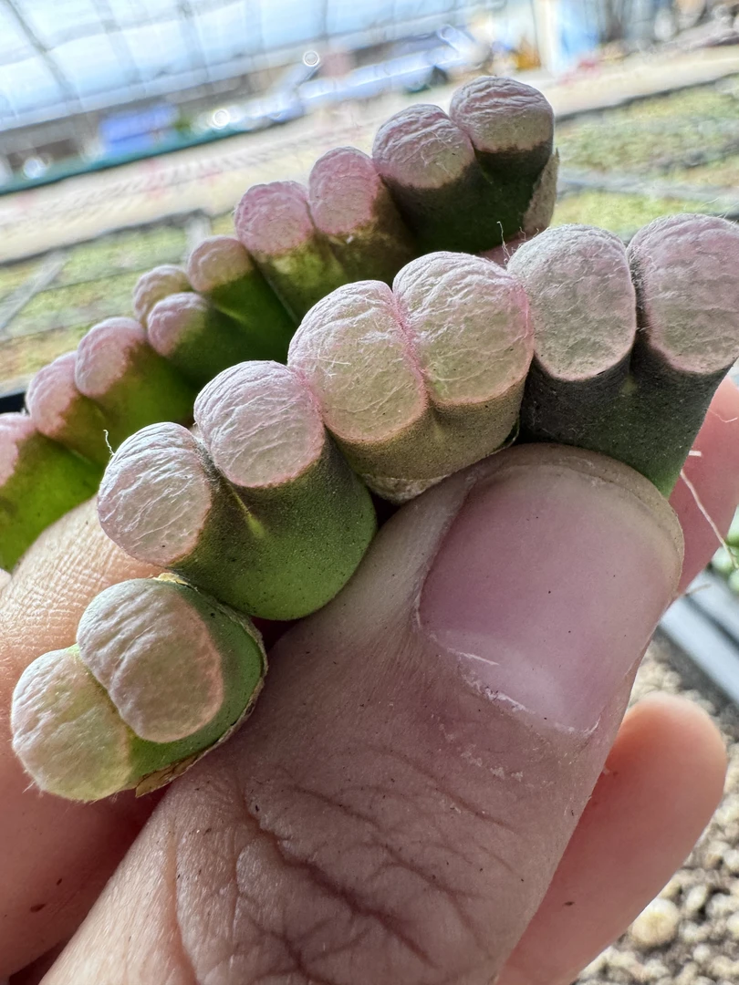 311多肉石头肉锥月光石风铃一颗