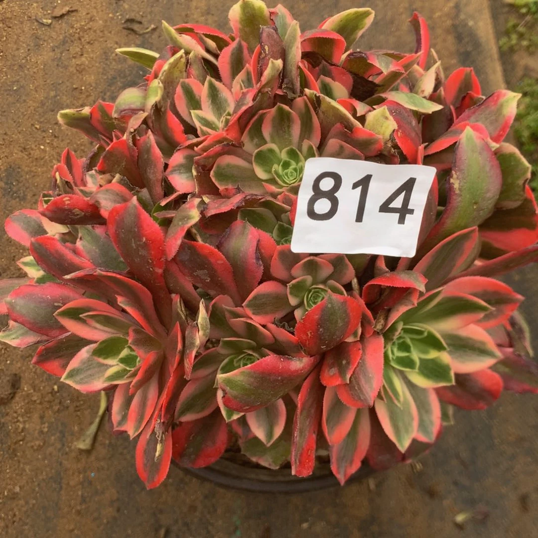 814女妖多肉植物