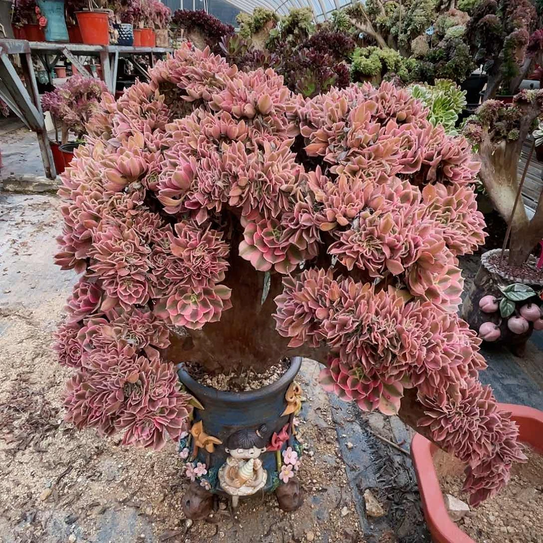 【闪购商品】全部花朵粉女巫
