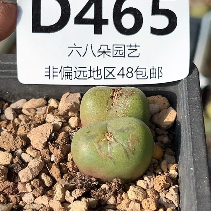 琳**宝吕氏杂1111111多肉
