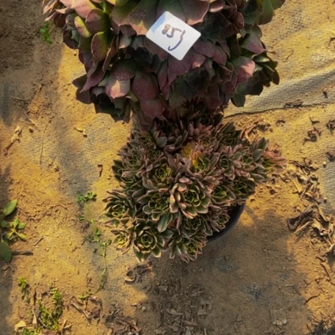 万圣节 甜茶多肉植物853多肉