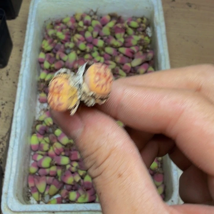 小****一多肉葡萄的味道真的很64