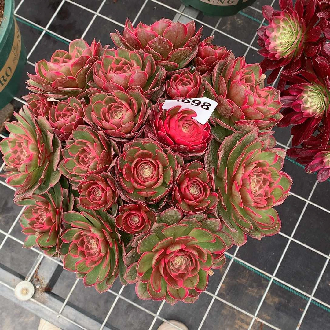 建****料698.粉花妖多肉植物