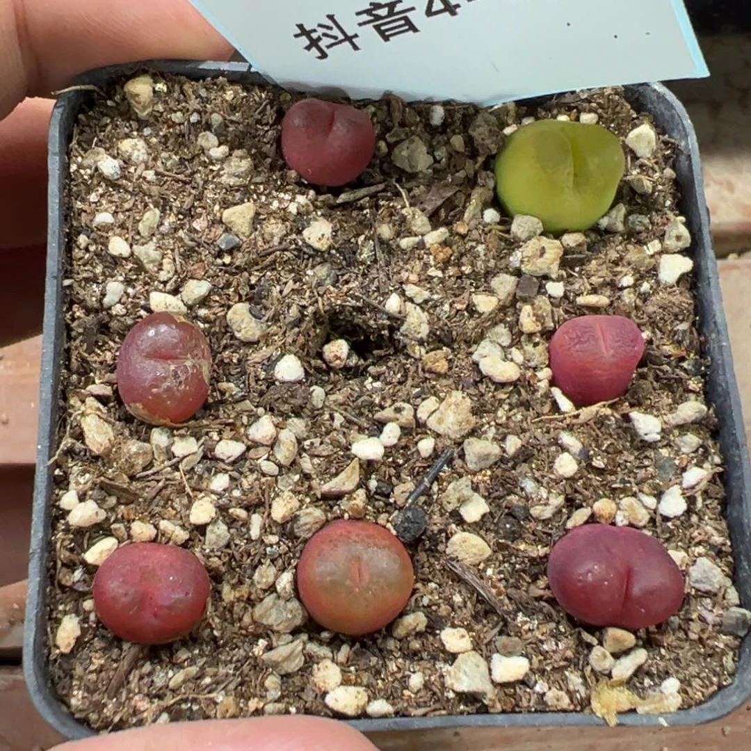 4-54肉锥多肉植物