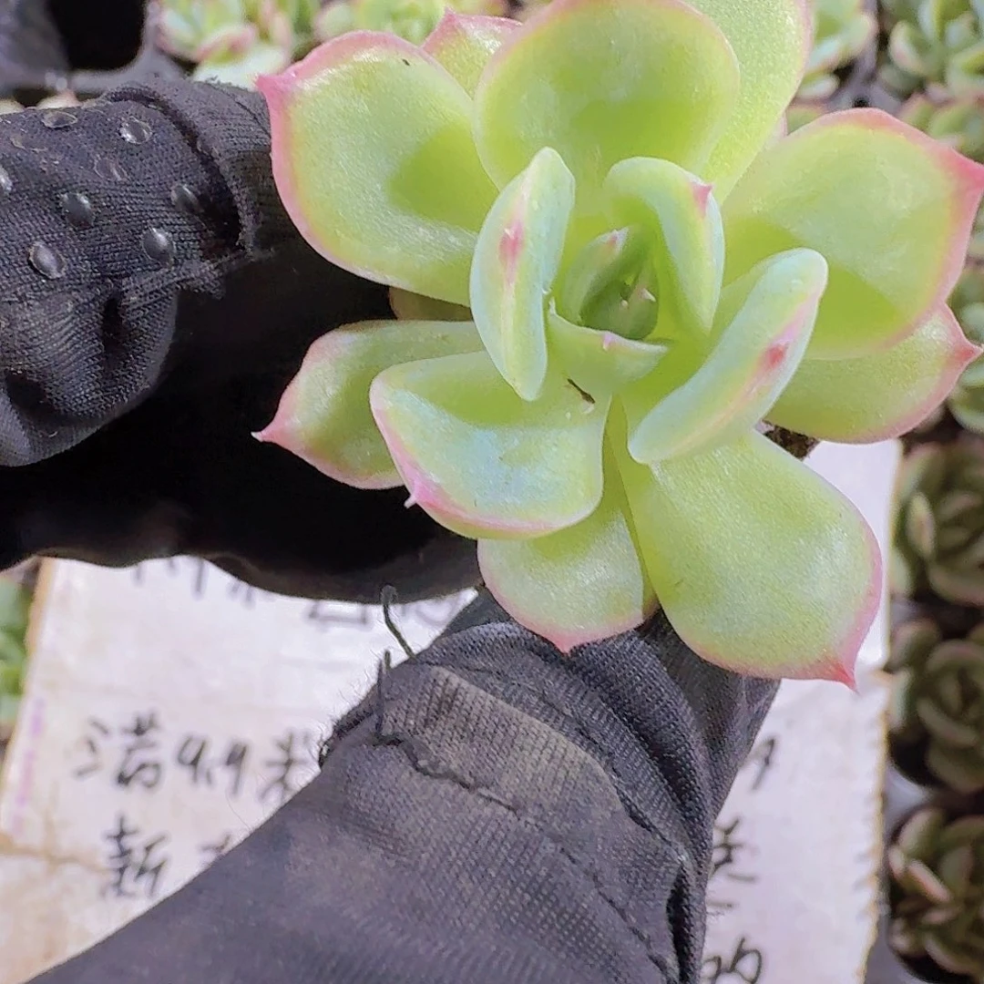 精品侧影两颗一组