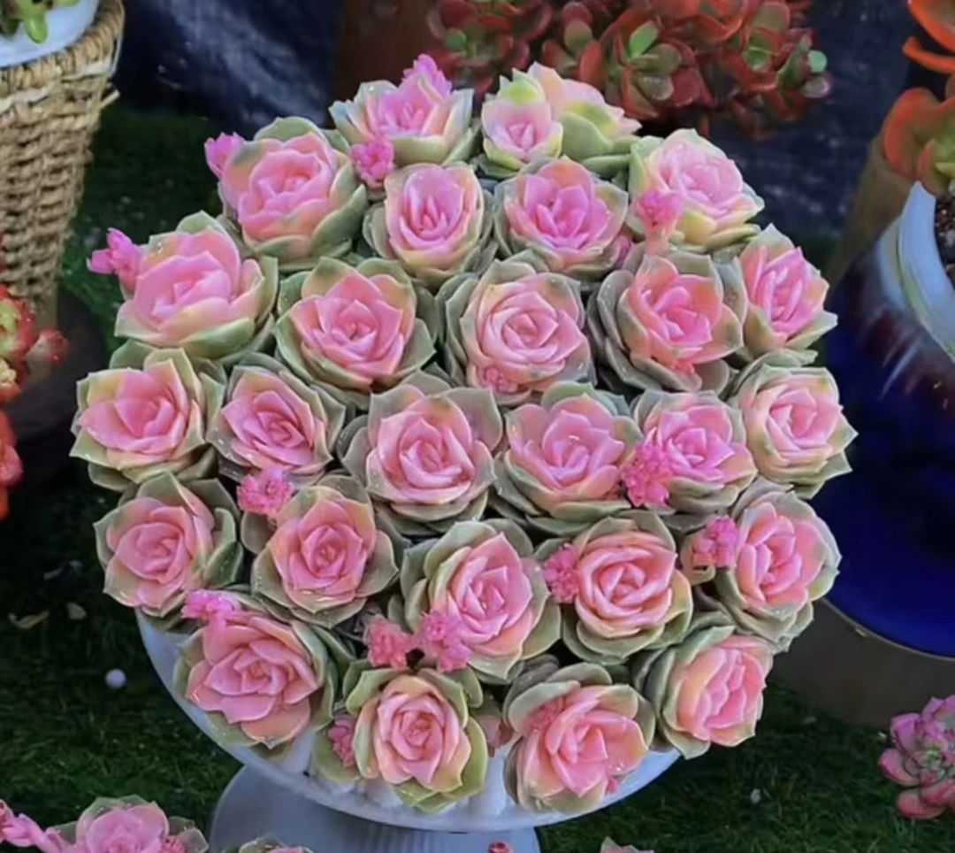 好肉精品多肉综合链接 带盆带土发（满9.9发货 ，拍4盆发5盆）