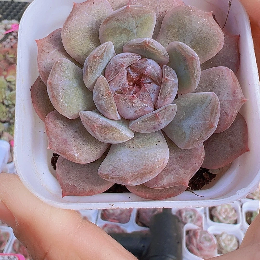 6.5盆红恋19包邮多肉