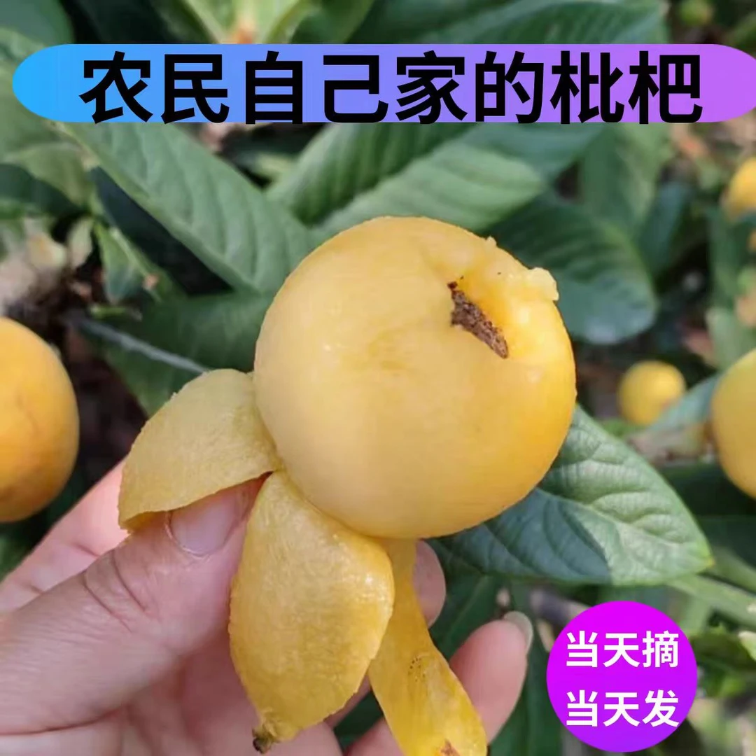 宁海一市和沙柳交界处白枇杷自己果园现采现摘鲜果直发水果