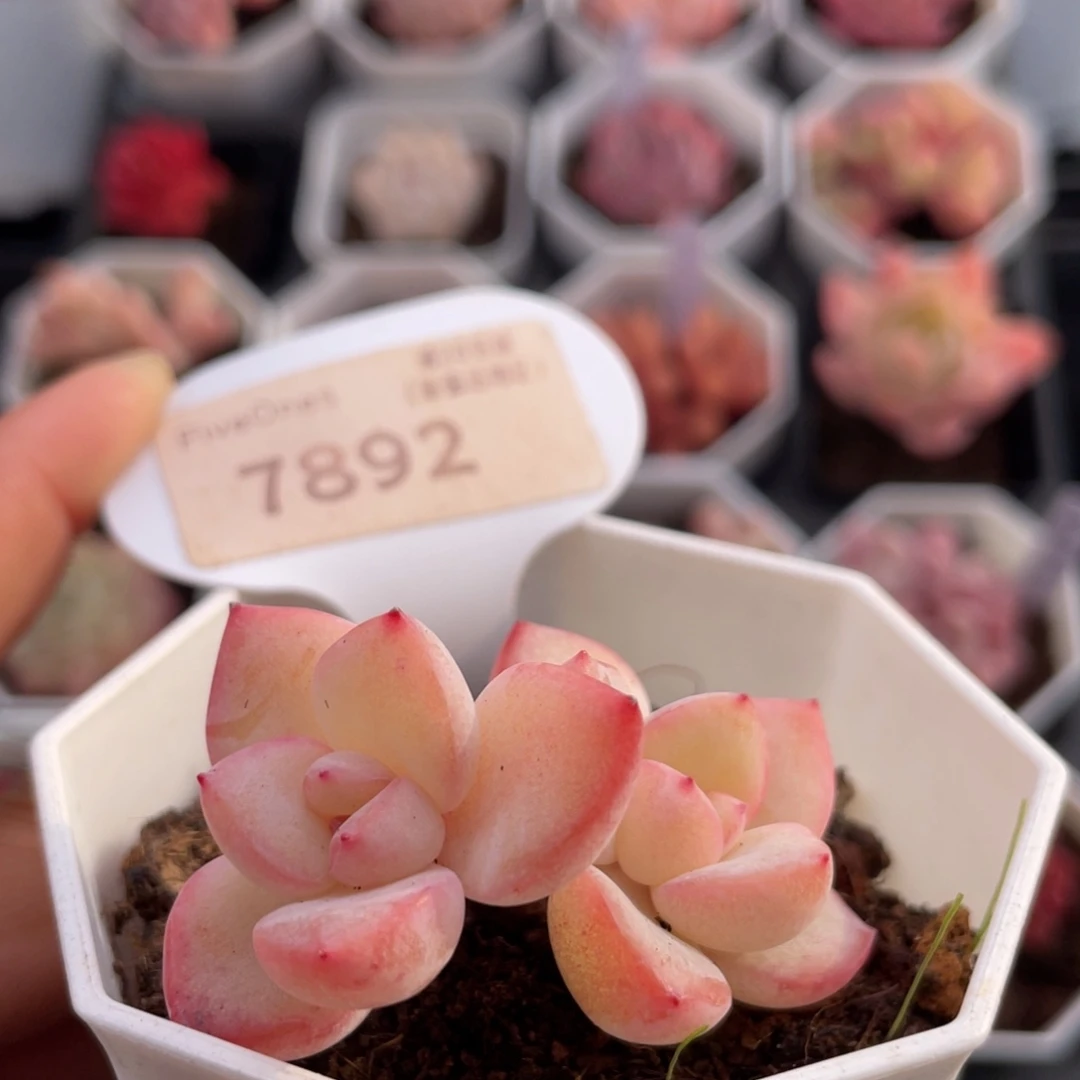 草莓泡芙7892-4.5厘米