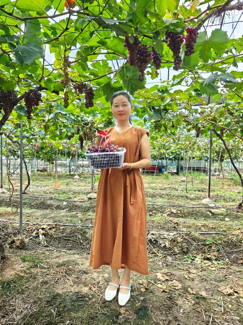 【莆田涵江兴村书记团专属】萩芦葡萄夏黑 红玫瑰