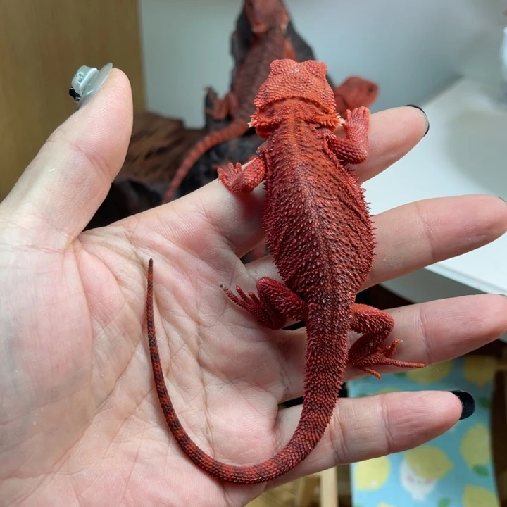 鬃狮蜥极品辣红果冻妹妹脚趾微瑕