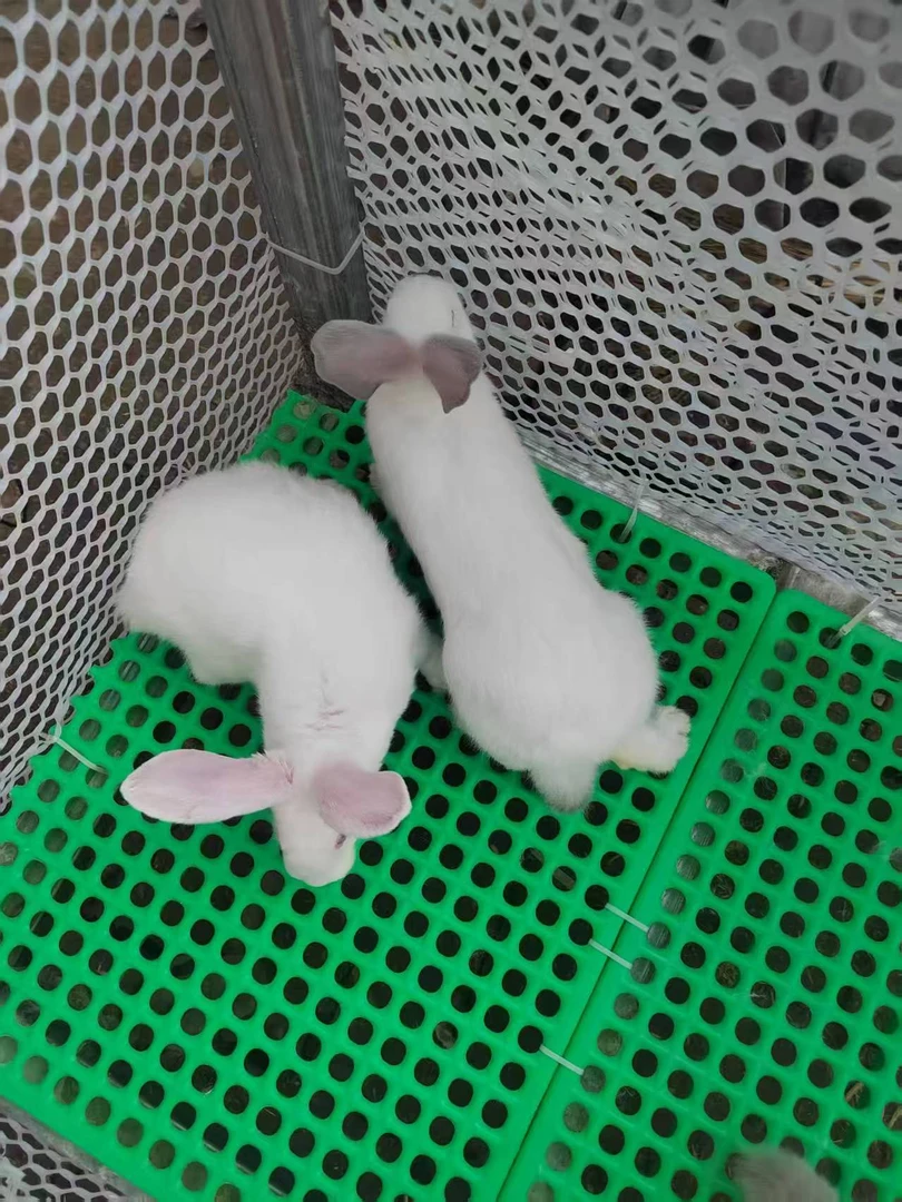 纯种伊拉兔现挑现选长至13斤重，生长速度快，抗病能力强。包邮包活