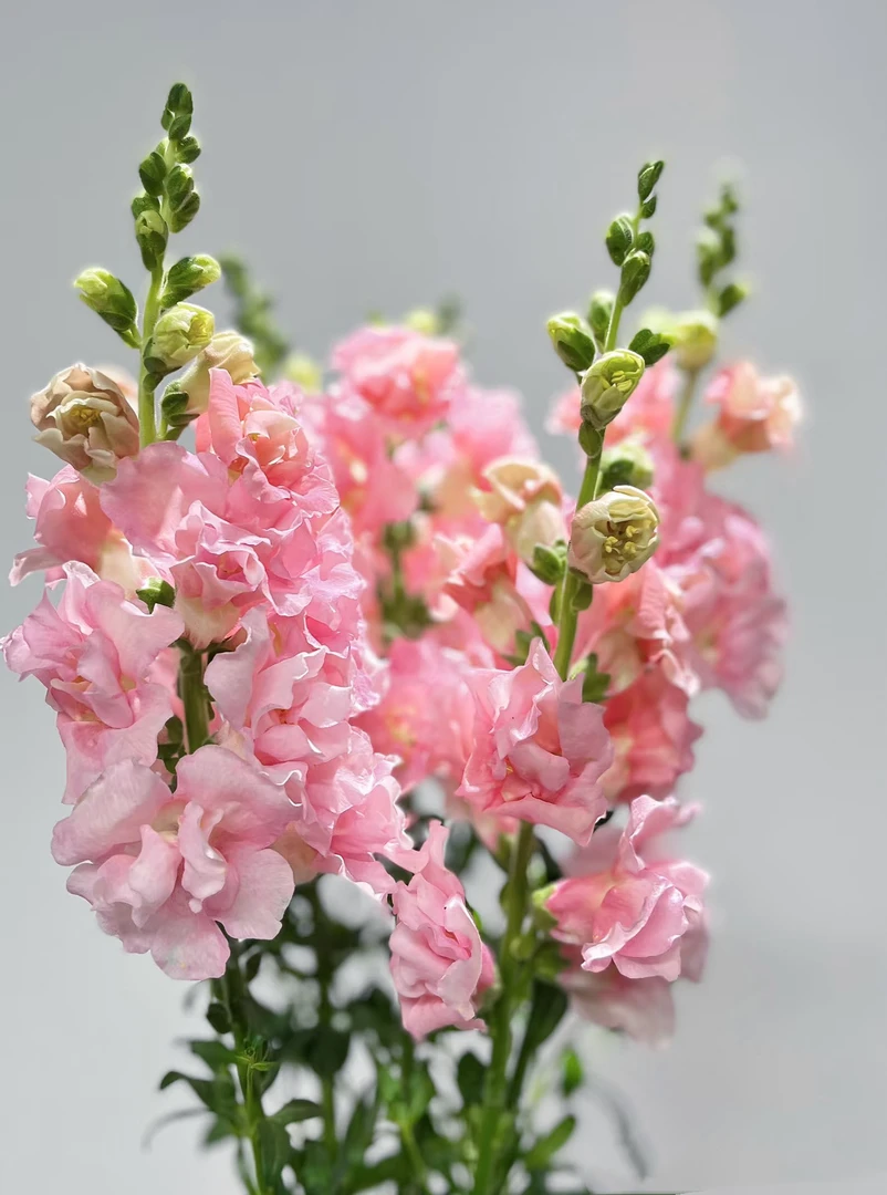 粉色重瓣金鱼草一把（8支） 云南基地鲜花 基地直发