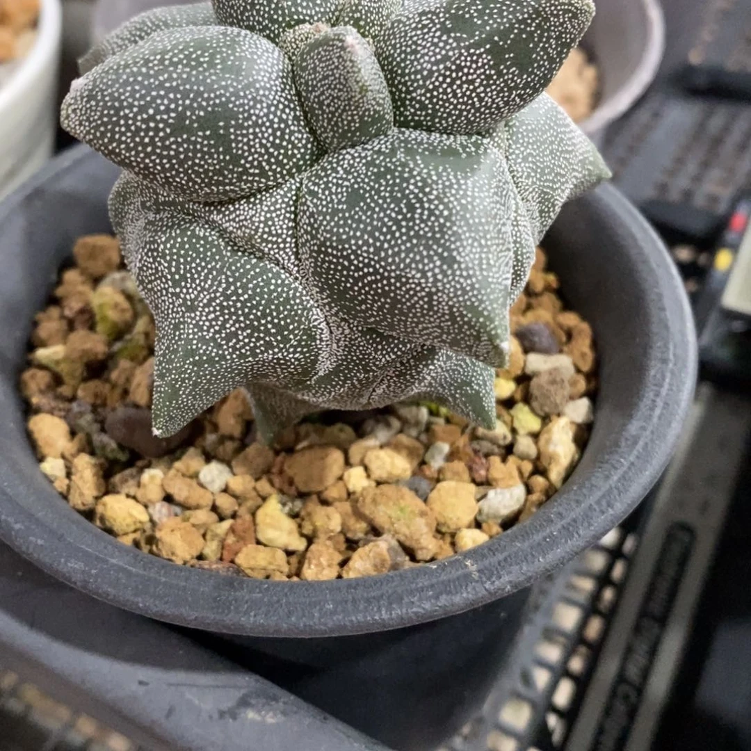 夫***.仙人球角尤龟甲鸾凤玉