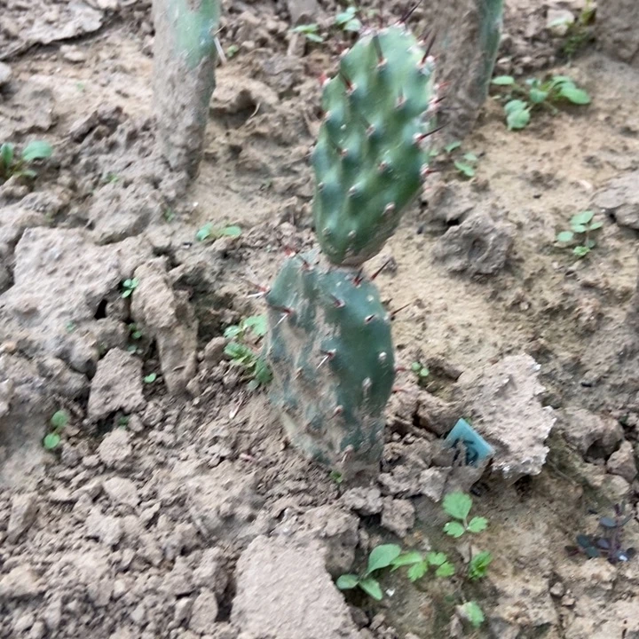 硫磺黑刺柳丁一棵两层掌片