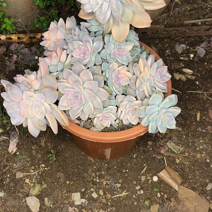 非***可淡雪锦缀化，一物一拍