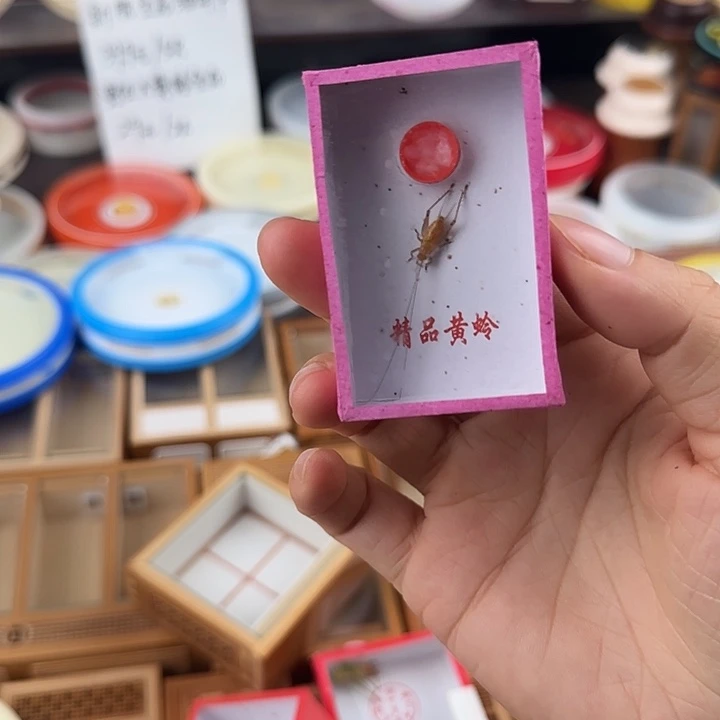 蟋蟀长顶须野生大黄2只
