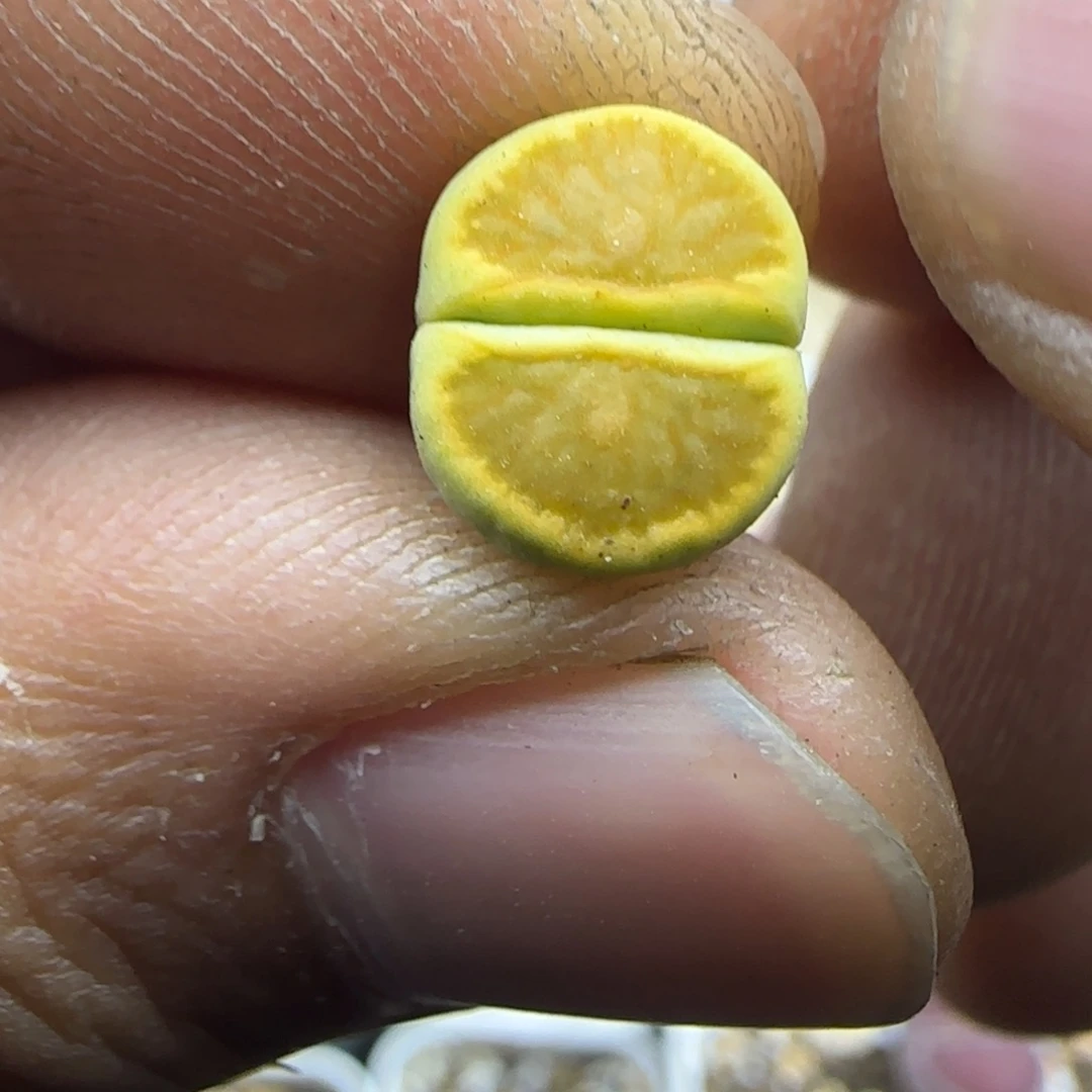 591 生石花大棚直播