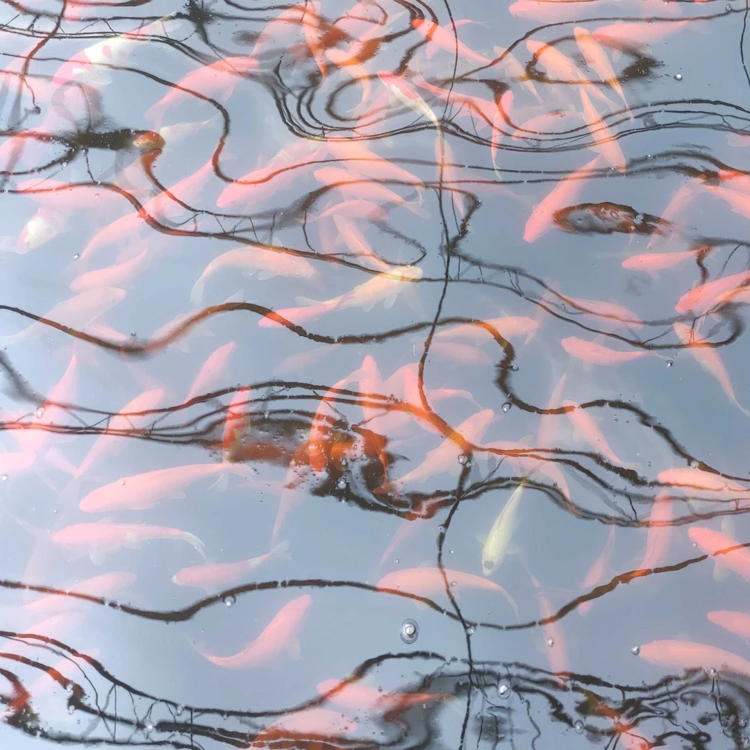 芒果介子20公分左右