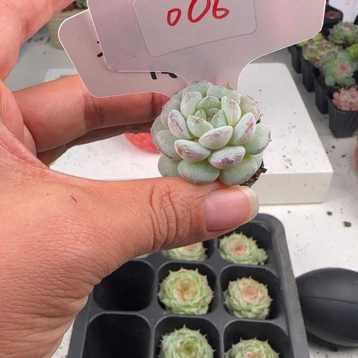 黄透糖006 9.9包邮