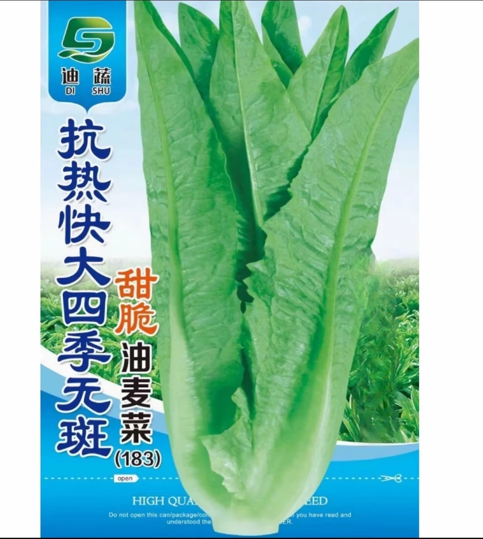 油麦菜种子183四季无斑甜脆油麦菜种子