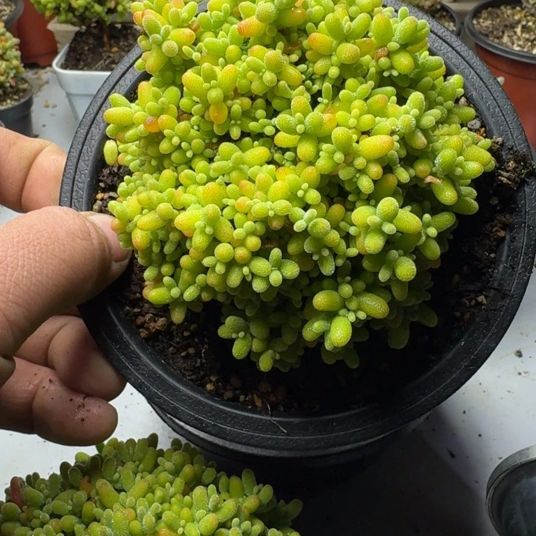 吃****暖蜜橘 多肉植物枝干