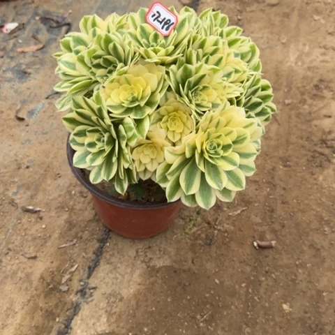 17-186迈巴赫朵朵多肉植物