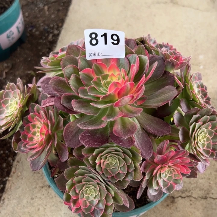 819万红 花筒22厘米嫩庄