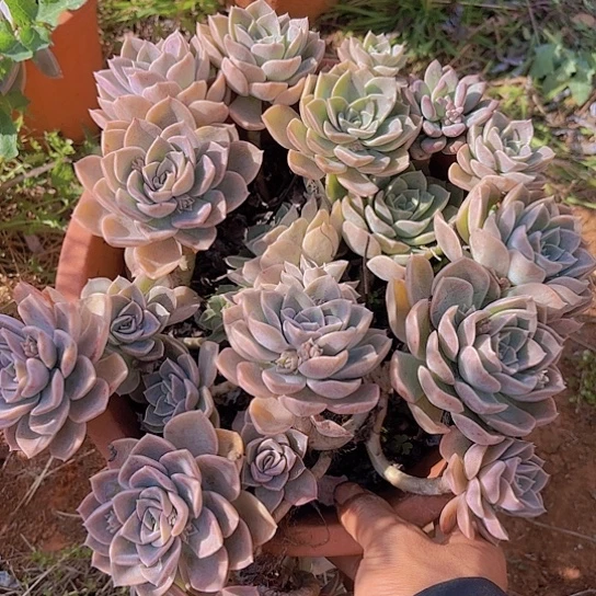 用****空多肉植物。。。。。。。。。。。。。。。。
