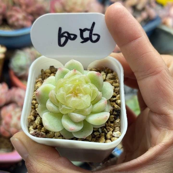 福利财富密码单头6056