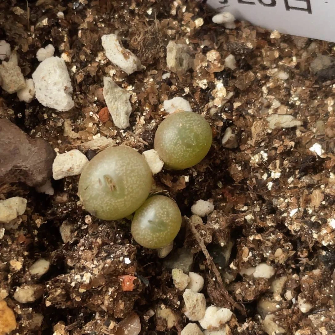 23-60海豚透明嘴肉锥