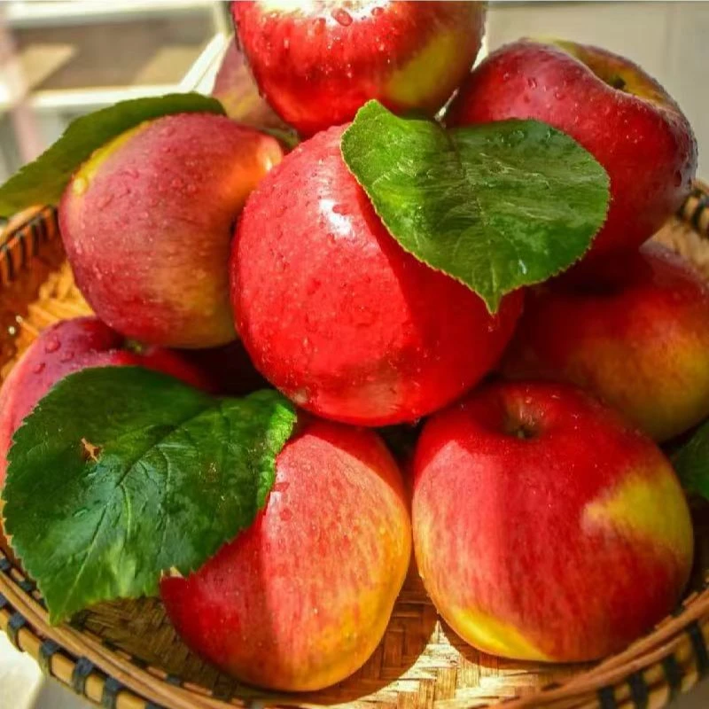 【云南溯源】 高山红露苹果