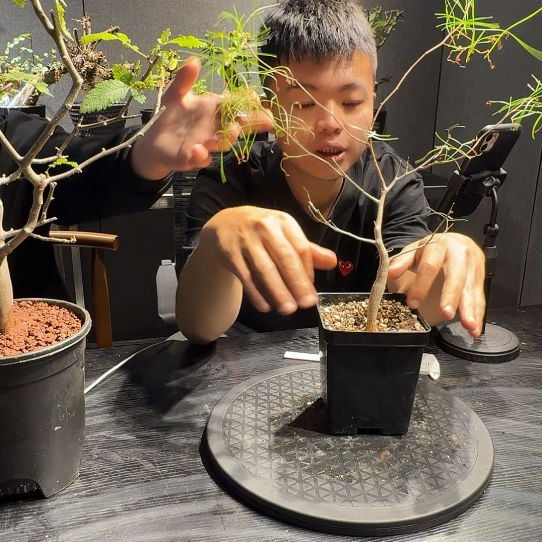 帕卡裂榄一起一个