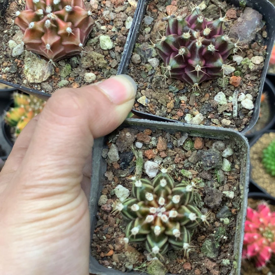 仙人球米哈组合30