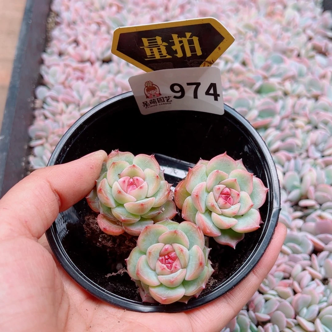 多肉植物多肉植物