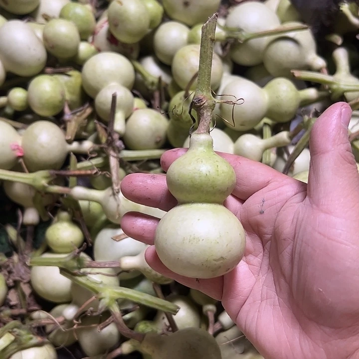 旗***x青皮包抽不包退，嘎嘎板正