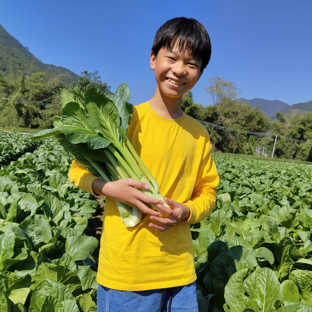 （连州菜心）连州4号菜心软甜菜心批发顺丰包邮广东省