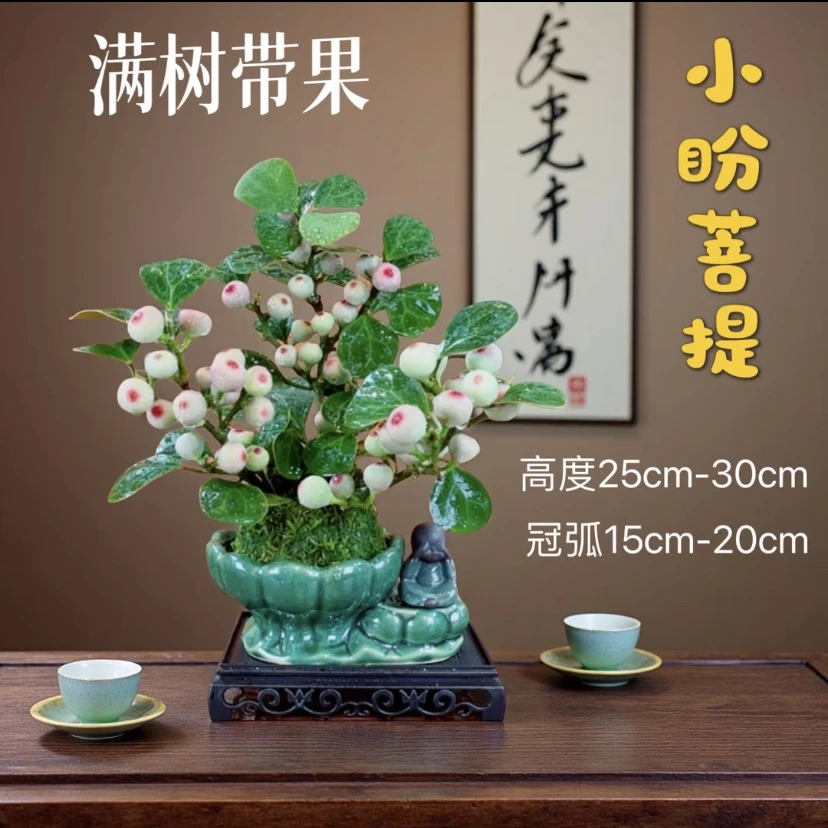 小盼菩提树带花盆室内苔藓球微景观绿植盆栽水培植物禅意带果好养