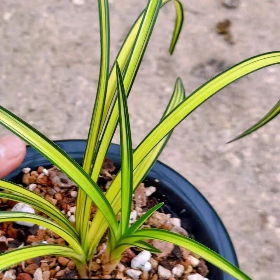 精品艺草名贵兰花苗室内外中透惠兰锯齿细叶金黄色仙女兰花苗好养