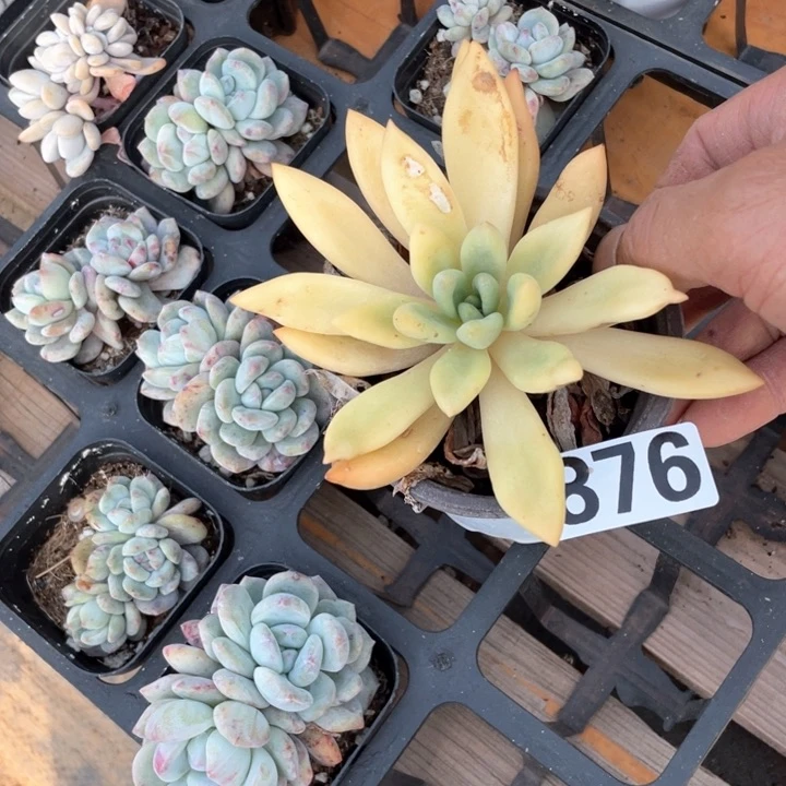 6*8多肉植物一物一拍