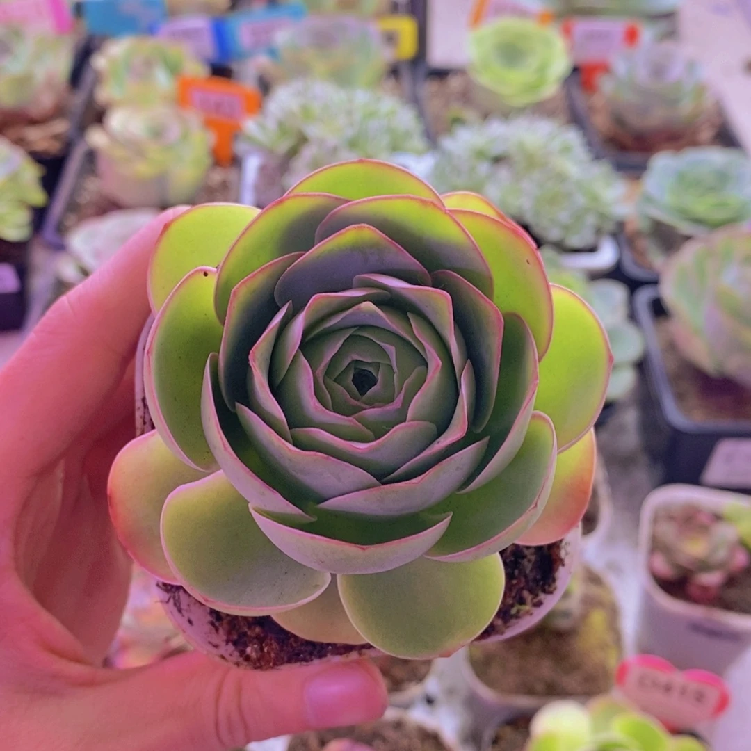 山地玫瑰一物一拍e43孤品343