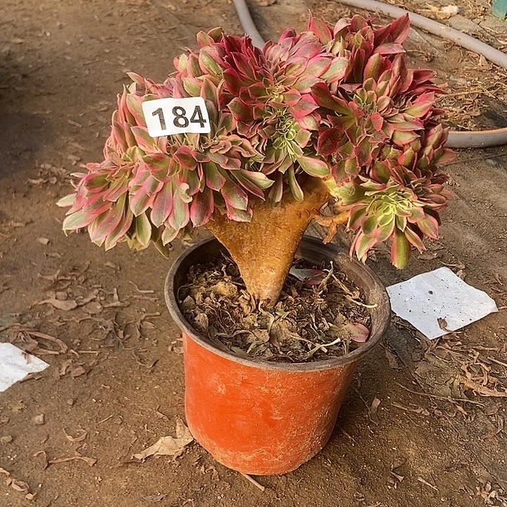 184粉女巫老庄缀化特价